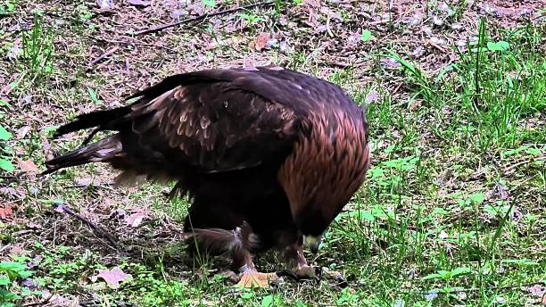 A majestic and powerful golden eagle skillfully hunts in the wild, showcasing its remarkable predatory skills