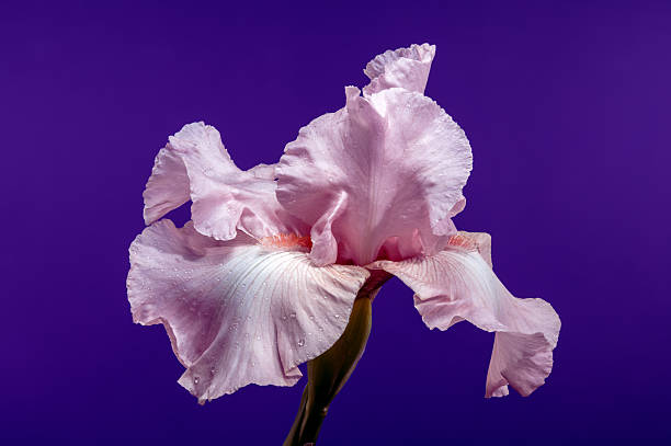 istock Elegant Pink Iris Flower on a Dark Backdrop 2216379017