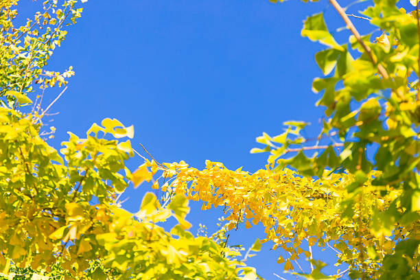 A tall ginkgo tree full of bright yellow autumn leaves stands against a vivid blue sky. The upward perspective highlights the brilliance of the season and the delicate contrast between the foliage and the clear atmosphere, capturing the essence of a sunny fall day.