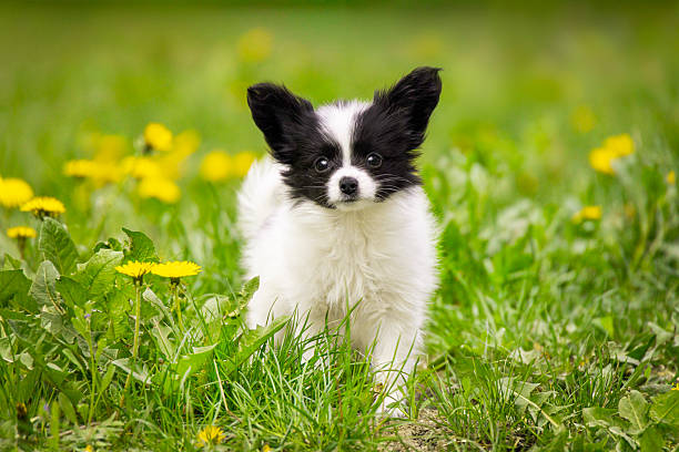 istock Papillon Puppy in Spring Meadow 2216380675