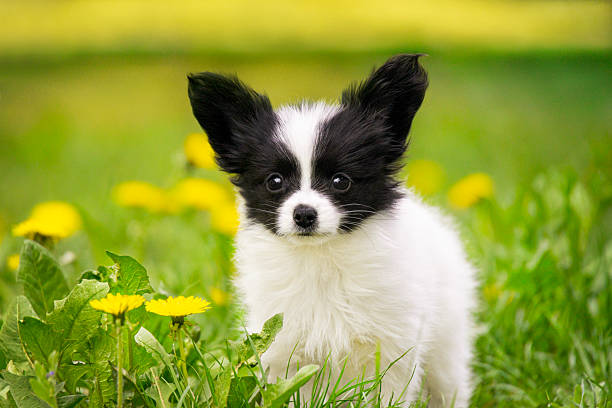 istock Papillon Puppy in Spring Meadow 2216380695