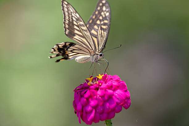 Hong Kong Wildlife