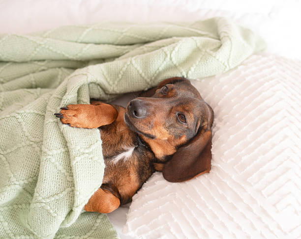 istock Dachshund snuggled up and asleep in human bed. 2216382019