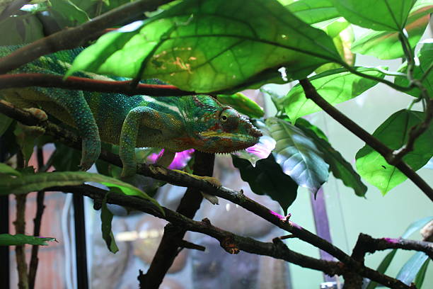 istock Chameleon, side view, hiding among the leaves. Funny Animals 2216382333