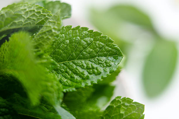 istock Fresh green textured spearmint leaf. Natural organic spice. 2216383180