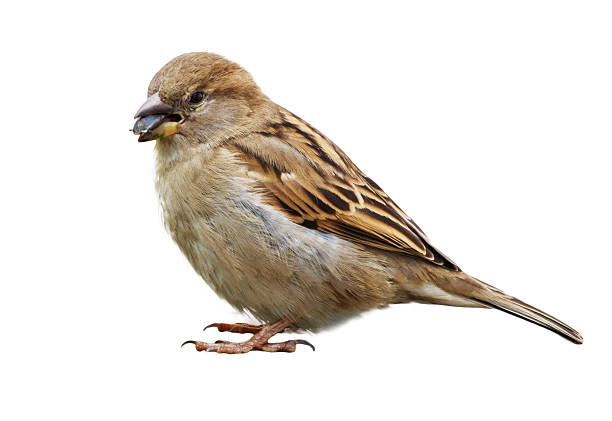 istock A small brown bird with a black beak is sitting on a white background 2216388372