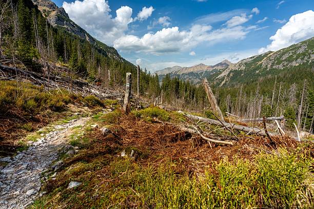 istock Mountain Path in the High Tatras 2216388774