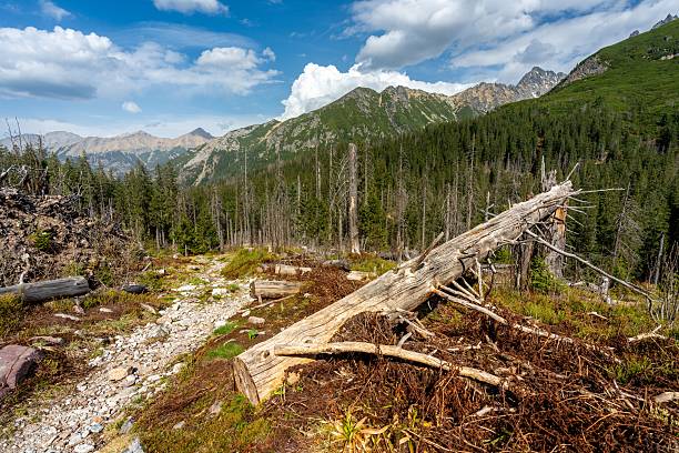 istock Scenic mountain landscape with fallen trees. 2216388783