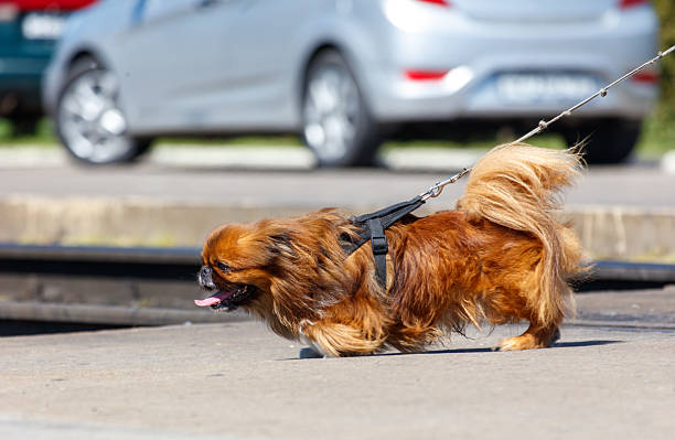 A small brown dog with a leash is walking on a sidewalk. The dog is wearing a harness and he is enjoying the walk. The scene is peaceful and calm, with no other people or animals visible