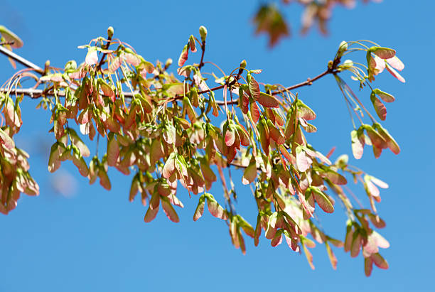 A tree with pink leaves and green leaves. The leaves are on the tree and the sky is blue