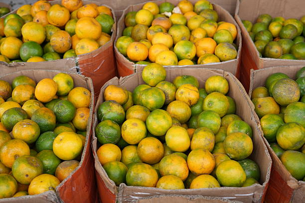 Boxes of Fresh Citrus Fruits at market