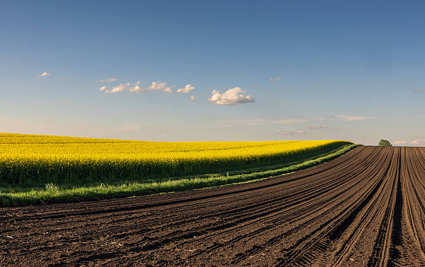 istock Yellow rapeseed field at the sunset. 2216389037