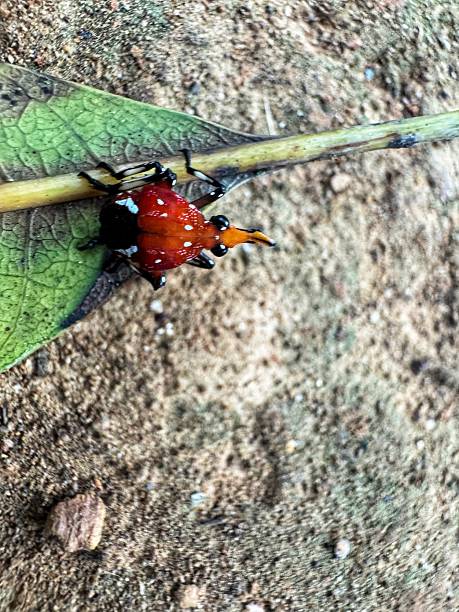 Small planthopper insect Lycorma delicatula or Spotted lanternfly