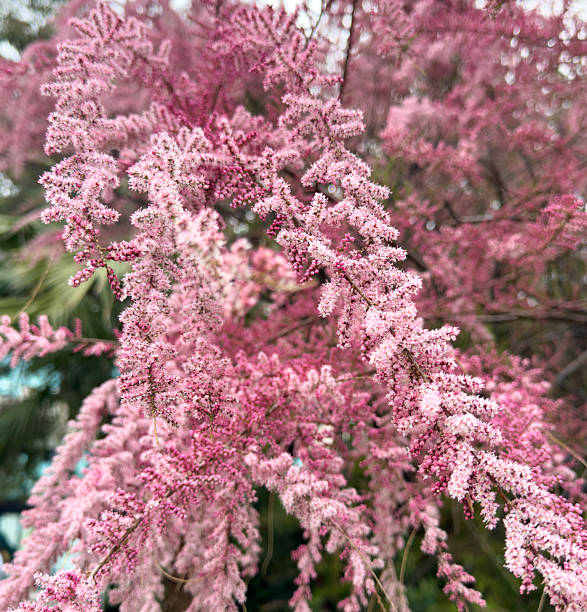 istock A tree with pink flowers is the main focus of the image 2216389086