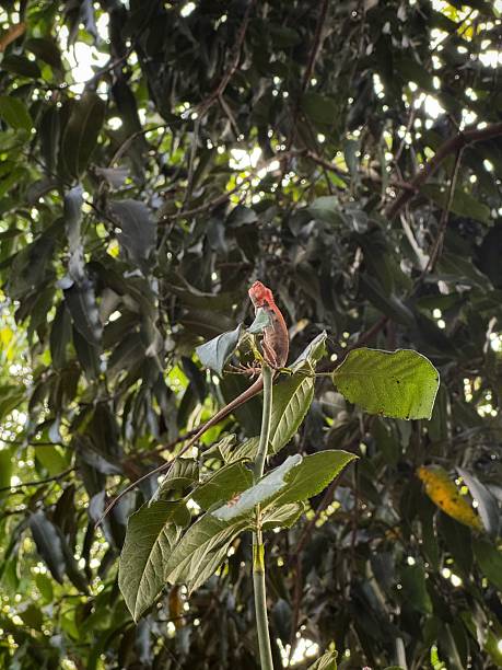 istock Small Calotes calotes or  common green forest lizard sitting on a plant 2216389115