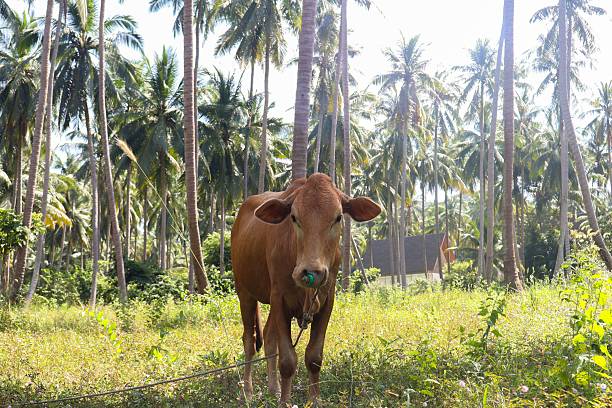 istock Cow in a Tropical Palm Grove 2216389338