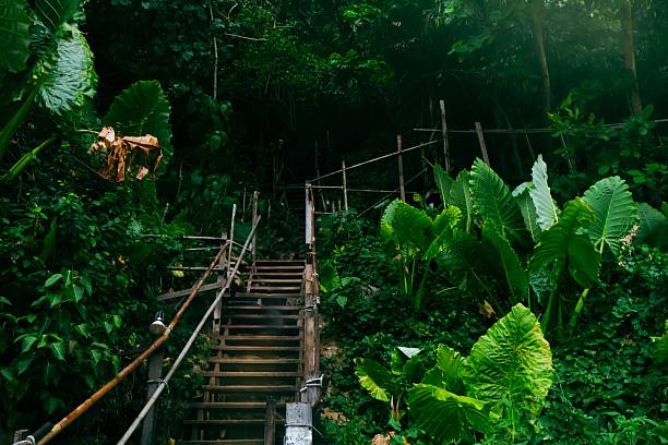 istock Tropical forest stairs amidst lush greenery. 2216389413