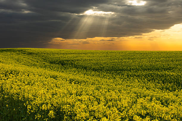 istock yellow rapeseed canola field and dramatic blue, white storm cloud 2216389558