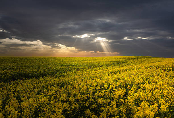istock yellow rapeseed canola field and dramatic blue, white storm cloud 2216389592
