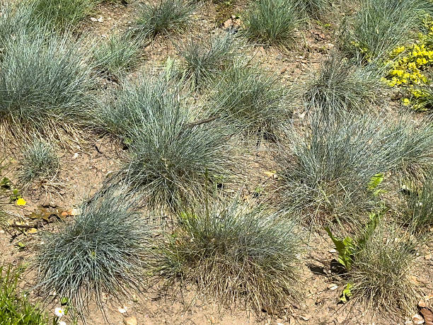 istock Diverse grasses and sparse wildflowers in a natural landscape setting 2216389603