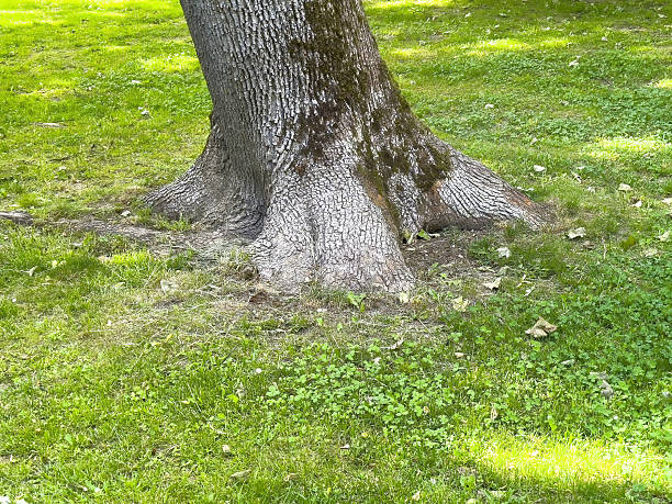 Tree trunk isolated on white background. This has clipping path.