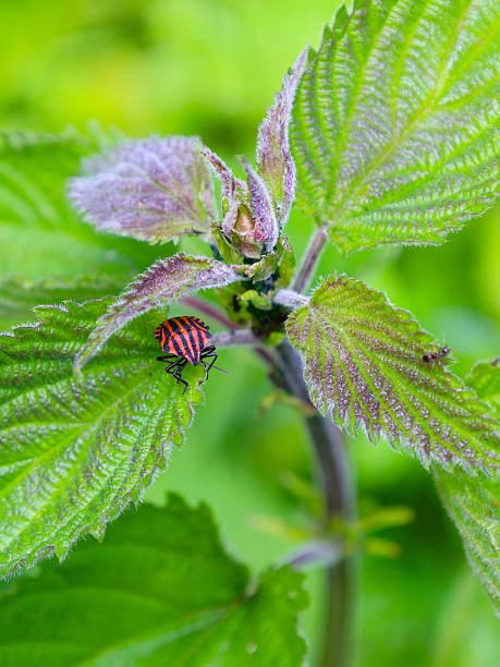 istock A brightly colored bug with red and black stripes rests on green nettle leaves. This macro photo showcases the contrast of colors and natural interaction in the plant world. 2216389976