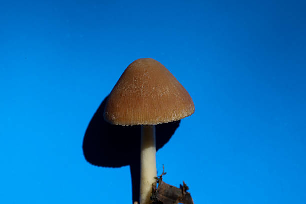 An appealing mushroom with a conical cap stands out against a vibrant blue background. Its shadow adds depth, emphasizing volume. This photo perfectly demonstrates natural beauty and elegant forms in contrasting light.