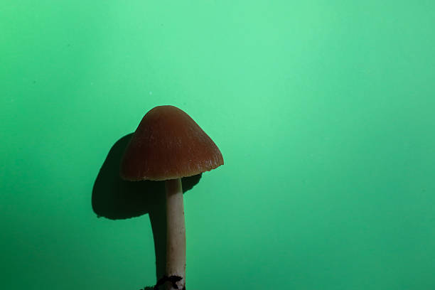 istock A brown mushroom with a conical cap stands out against a bright green background. Its smooth surface and clear shadow create a minimalistic and elegant composition. 2216390037