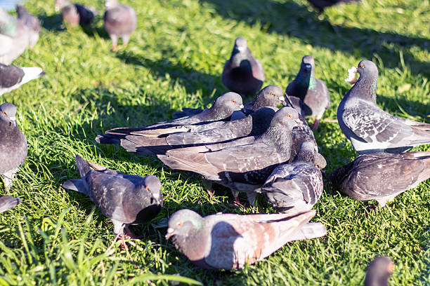 istock A group of pigeons perched on a vibrant grassy meadow 2216392580