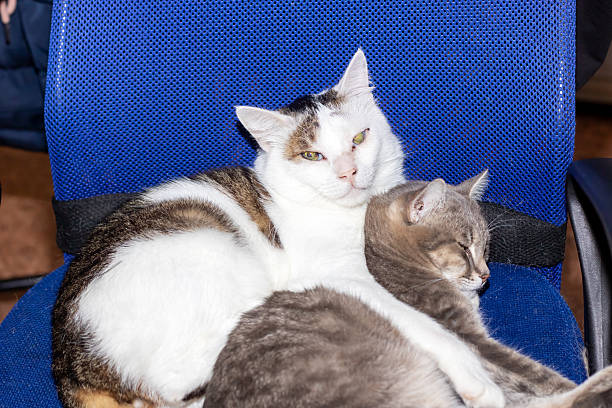 Two cats are comfortably resting, with one comfortably perched on top of the other, on a cozy blue armchair