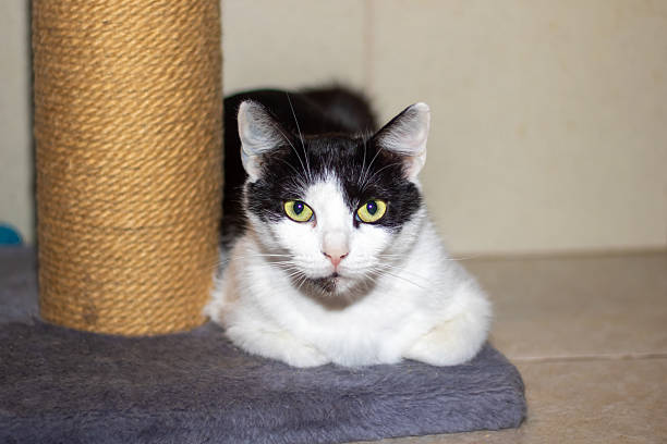 istock A black and white cat lays comfortably next to a scratching post 2216393327