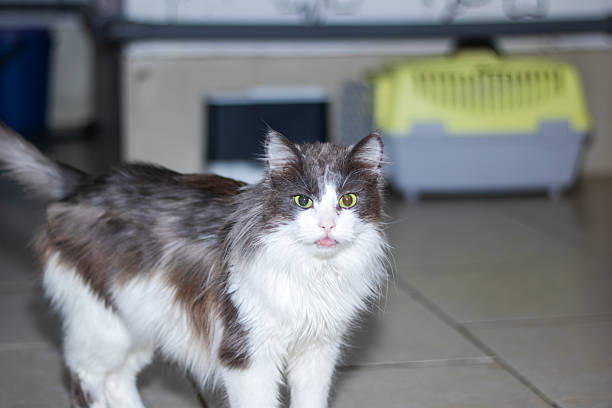 A domestic shorthaired cat with black and white fur is seen standing elegantly on a tiled floor, showcasing its whiskers, snout, and tail near a window