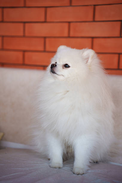 A cute white puppy of the Spitz breed. proper care of the dog's coat. grooming and veterinary care for pets.