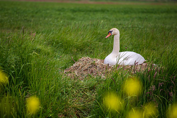 Reeuwijk, The Netherlands. March 31st, 2025: A mute swan (Cygnus olor) is seen resting on its nest amidst tall green grass and wildflowers in a tranquil Dutch meadow. The bird's elegant white plumage contrasts beautifully with the natural tones of the surroundings, capturing a peaceful springtime moment in nature.