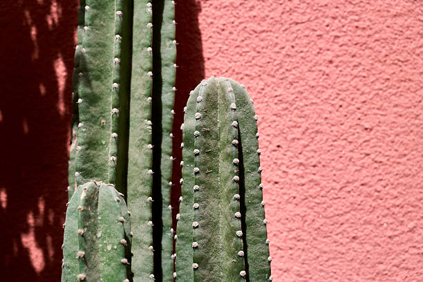 istock Cactus in sunlight against the wall 2216395454