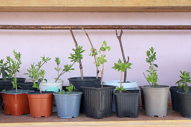 Shelf with flower pots. Small flower business.