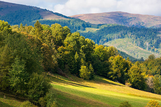 istock scenery with trees on the hill in dappled light 2216396260