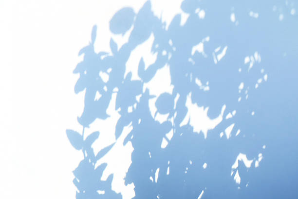 Blue shadow of plant on white background. Summer botanical background.