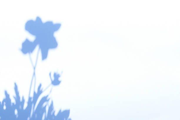 istock Flower shadow on white background. Summer botanical background. 2216396422