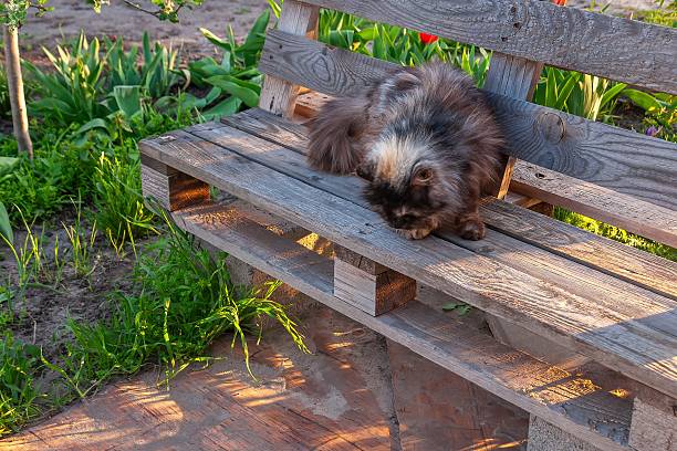 A fluffy cat rests on a wooden bench outdoors, enjoying the sunny weather, in a rustic garden setting.
