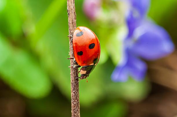 istock A ladybug with black spots clings to a slender stem surrounded by blurred greenery and a purple flower. 2216396577