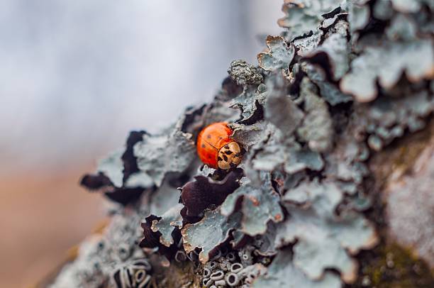istock A vibrant ladybug rests peacefully on lichen-covered bark, showcasing nature's intricate details. 2216396593