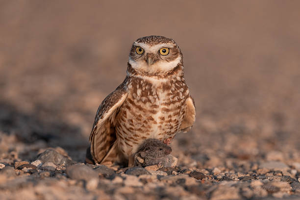 Burrowing Owl Standing Over Prey at Sunset