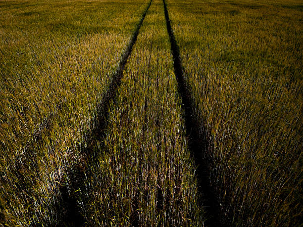 defaultA field with deep tracks running through the tall grain, agriculture, grain field in the morning in the municipality of Hude, Lower Saxony, Germany