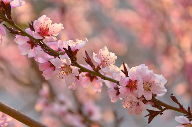 In full bloom in the peach blossom