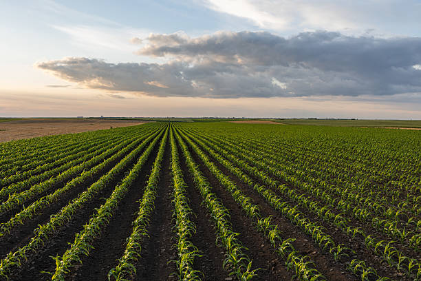 istock Sunrise over a field of young corn. 2216400249