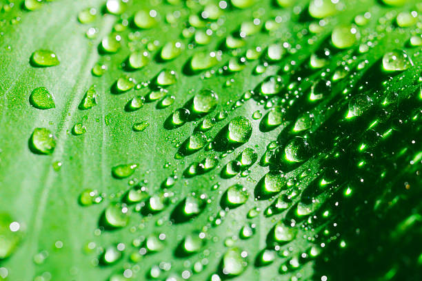 istock close-up. drops of water on a monstera leaf. 2216401852