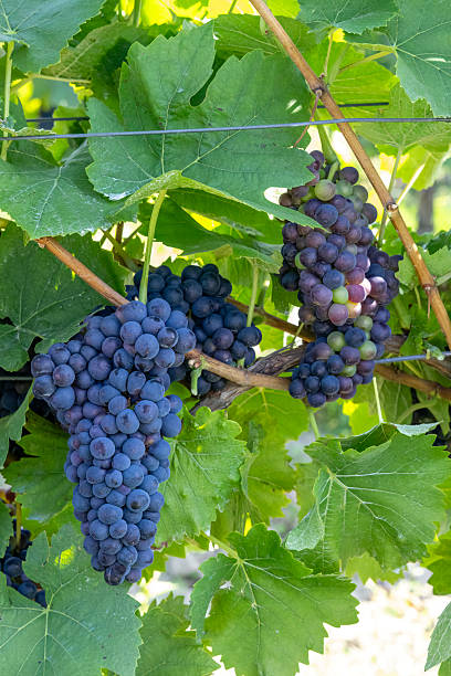 istock Ripe red grapes hanging from vine in vineyard 2216401983
