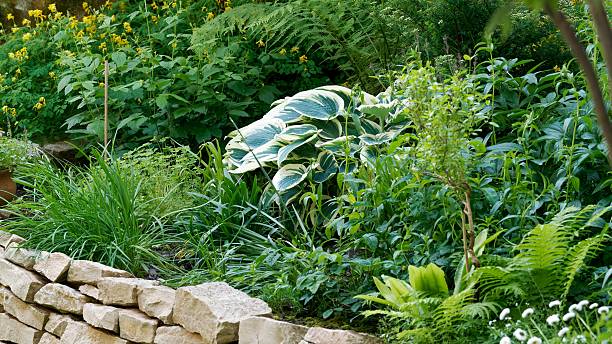 istock Vibrant Green Garden With Lush Plants and Stone Retaining Wall 2216403172