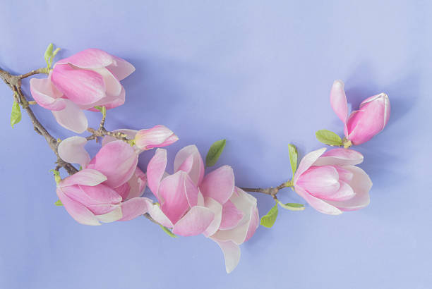 istock magnolia flowers on colorful paper background 2216403771